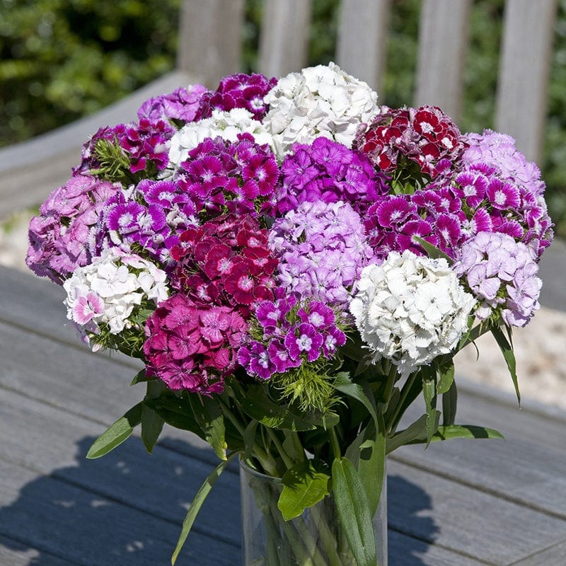 Semillas Mixtas Dianthus Corona