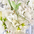 SEMILLA DE GUISANTE DE OLOR BODA REAL