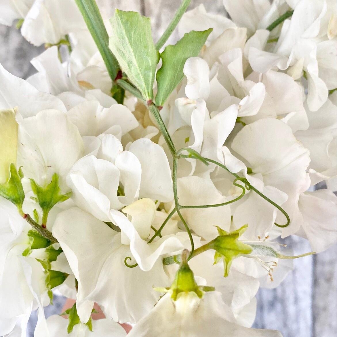 SEMILLA DE GUISANTE DE OLOR BODA REAL