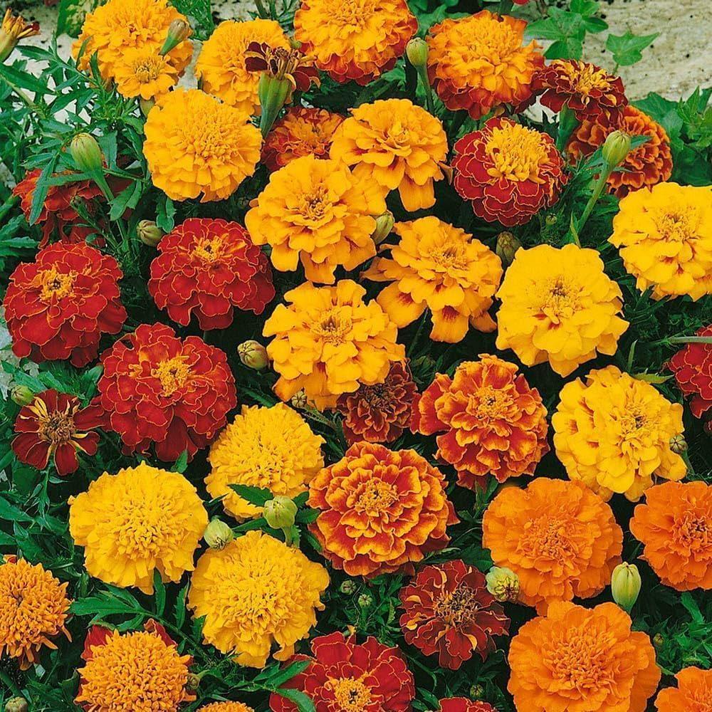🌸Colorful Marigold Seeds