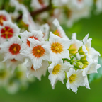 Xanthoceras Sorbifolia, Semillas de la Flor del Árbol de la Lluvia