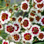 Coreopsis, Ruby Kiss