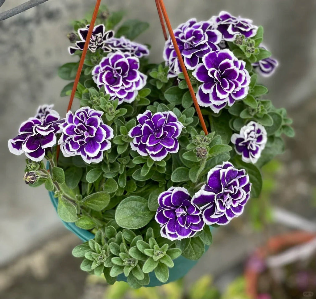 🌸Semillas de petunia doble raras