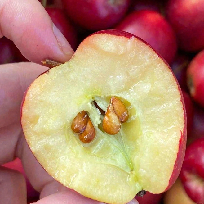 Semillas de Mini Manzana Xantolis Stenosepala