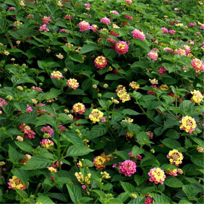 Egrow 30 unidades/paquete de semillas de lantana, semillas de flores de árbol Lantana Camara, semillas para jardín en casa