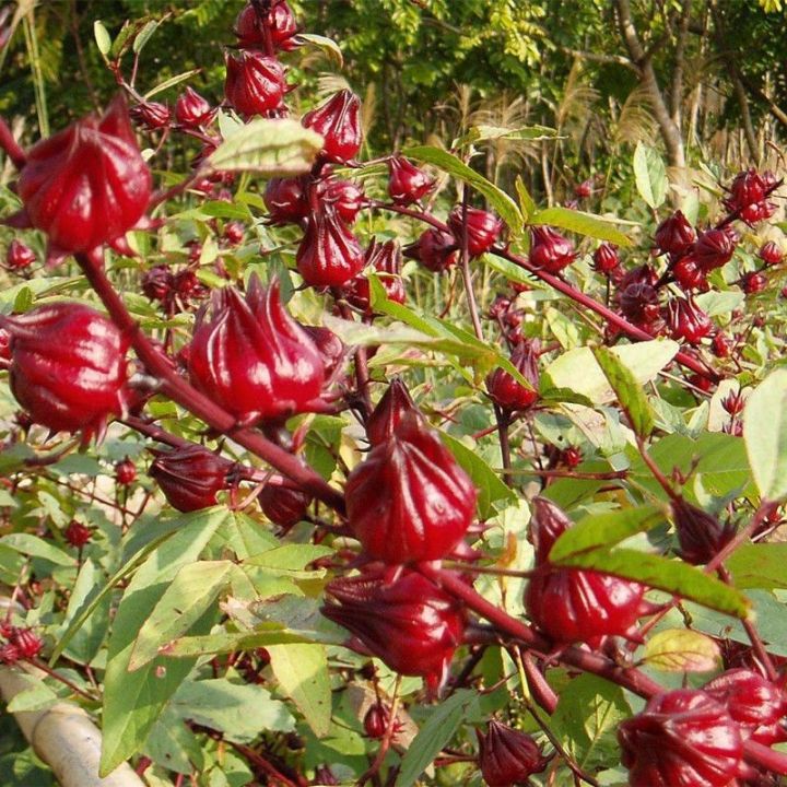 Semillas de hibisco Ribena