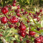 Semillas de hibisco Ribena