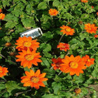 Semillas de flor de Girasol Naranja, Tithonia Speciosa Goldfinger