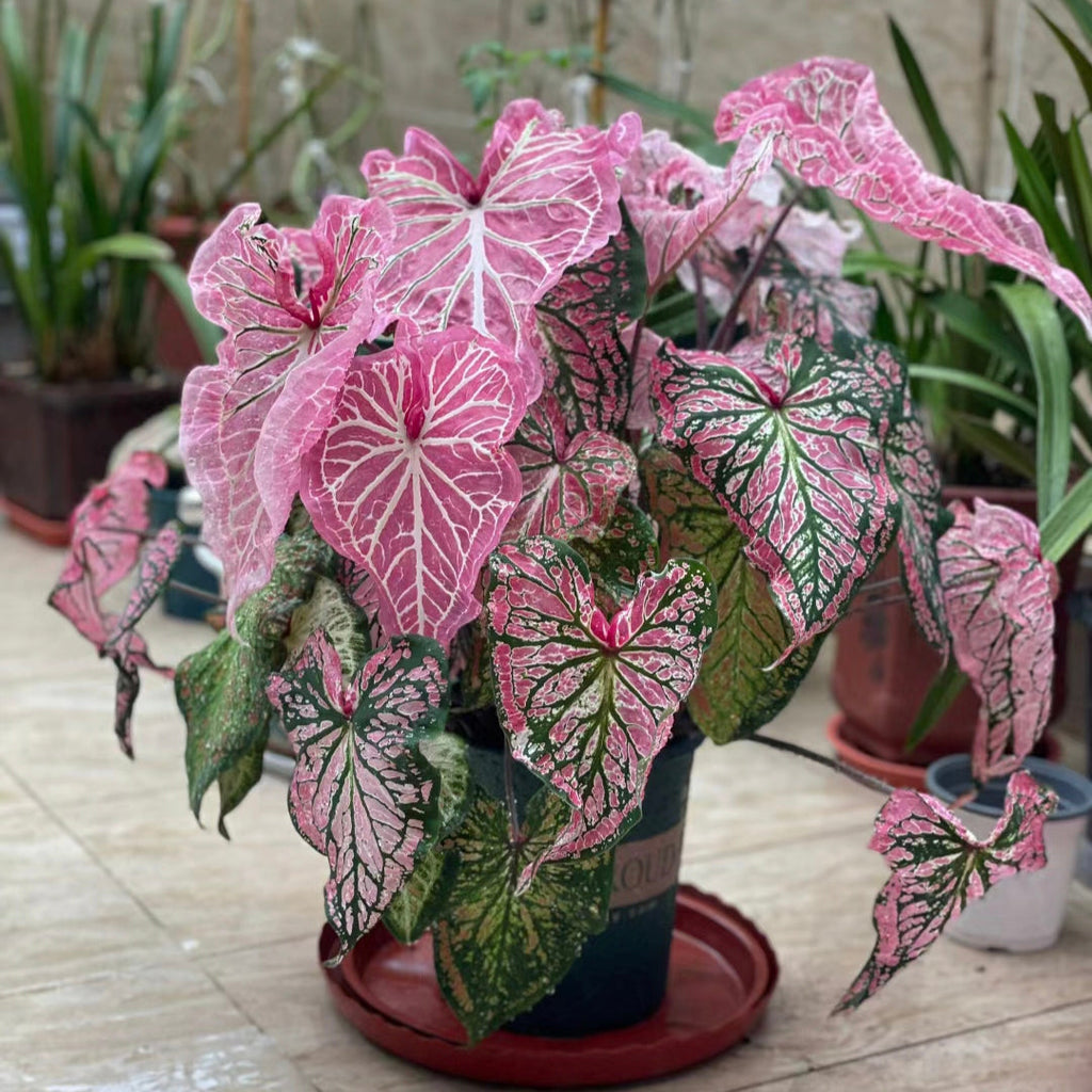 Semillas de Coleo Menta Peperomia Obtusifolia Variegata