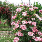 Pink Lady Rose Climbing Seeds