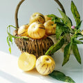 🍈Semillas de Pepino Semillas de Fruta de Ginseng
