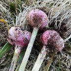Solo Garlic: Healthy Onion without GMO Ingredients
