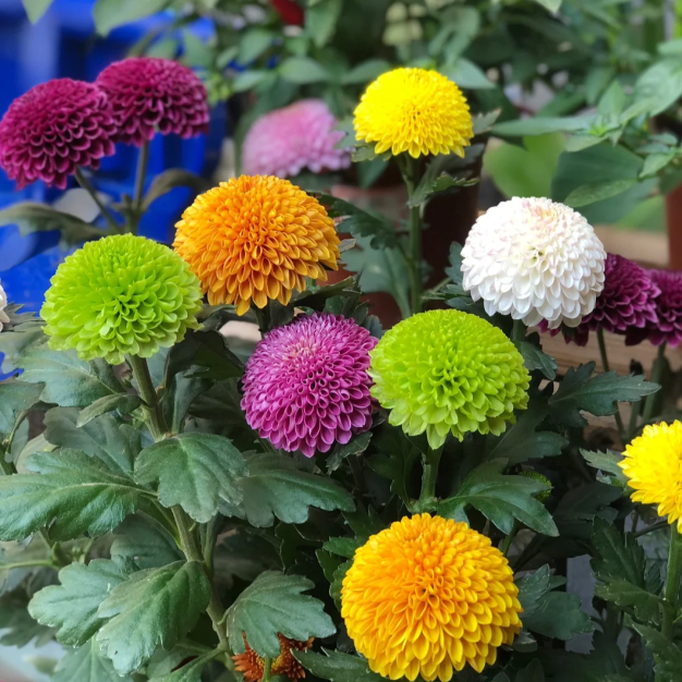 🏵️Semillas de Crisantemo Ping Pong Multicolor