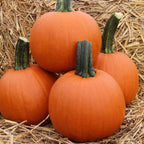 Calabaza Bellatrix F1