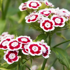 Enano WEE Willie SWEET WILLIAM Mezcla de Colores Semillas de Flores Dianthus Barbatus