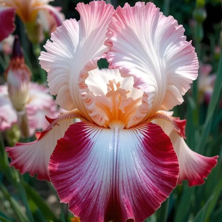 Emerald Wave-Rare Iris Bulbs⚜️