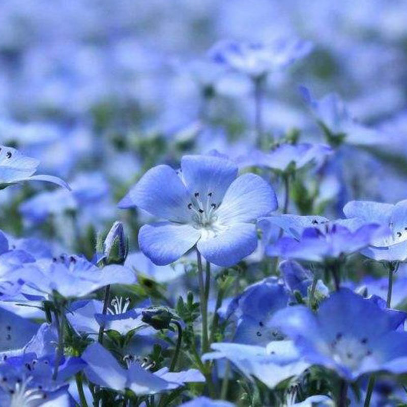 Semillas de Lobelia - Una de las mejores plantas para bordes