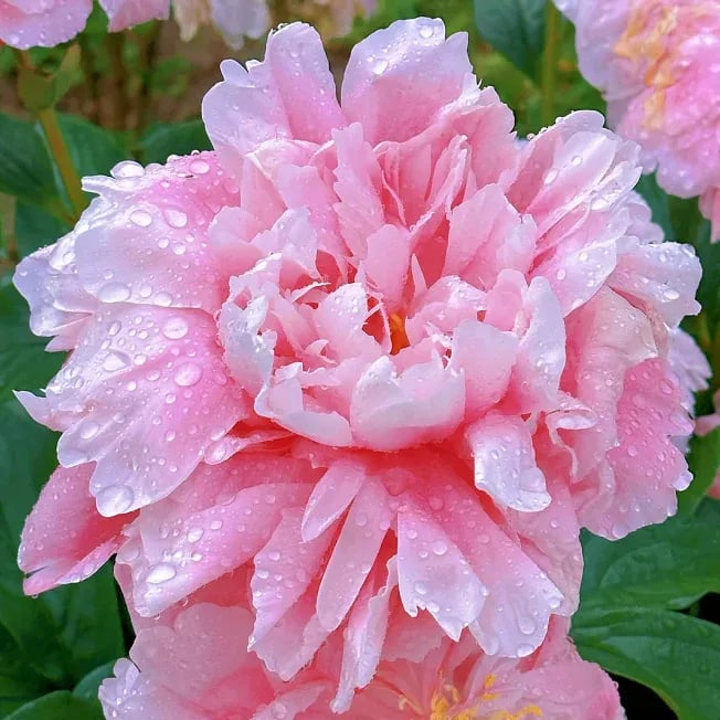 🔥ÚLTIMO DÍA 45% DE DESCUENTO🌺LA REINA DE LAS FLORES—PEONÍAS DE PÉTALOS DOBLES