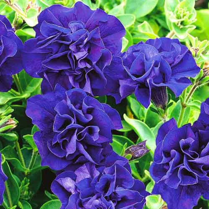 Semillas de Petunia Doble Cascada Duo Azul F1 - Petunia x hybrida