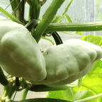 Semillas de calabaza raras y exóticas