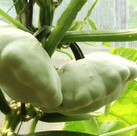 Semillas de calabaza raras y exóticas