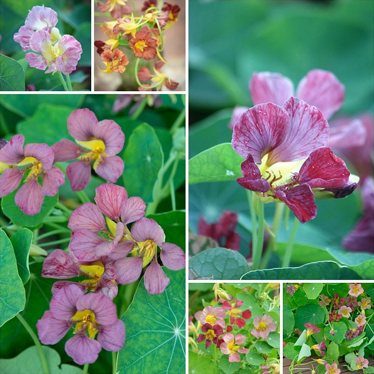 Nasturtium Seeds