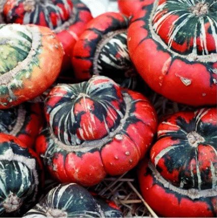 Semillas de calabaza raras y exóticas