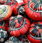 Semillas de calabaza raras y exóticas