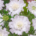 Semillas de Scabiosa Comosa
