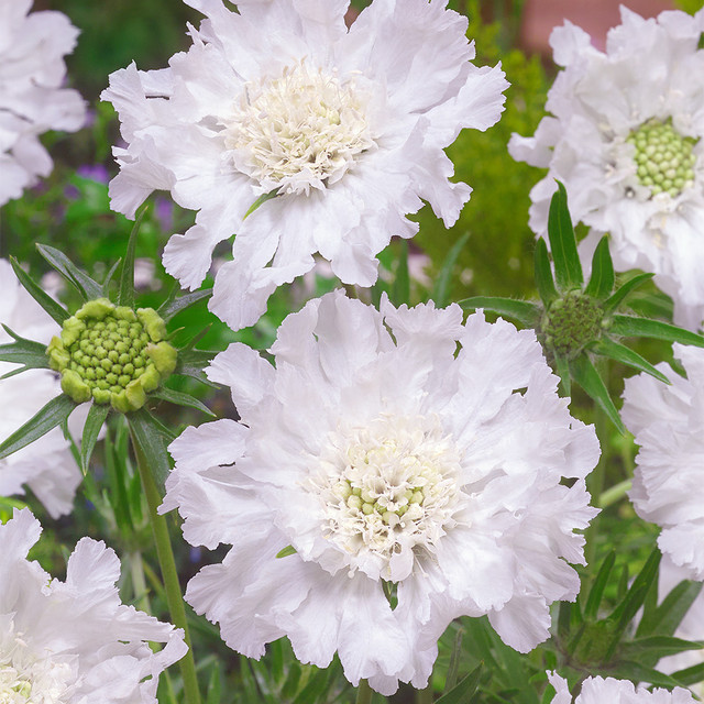 Semillas de Scabiosa Comosa