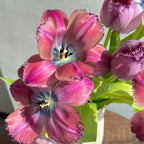 Frill Tulip seeds