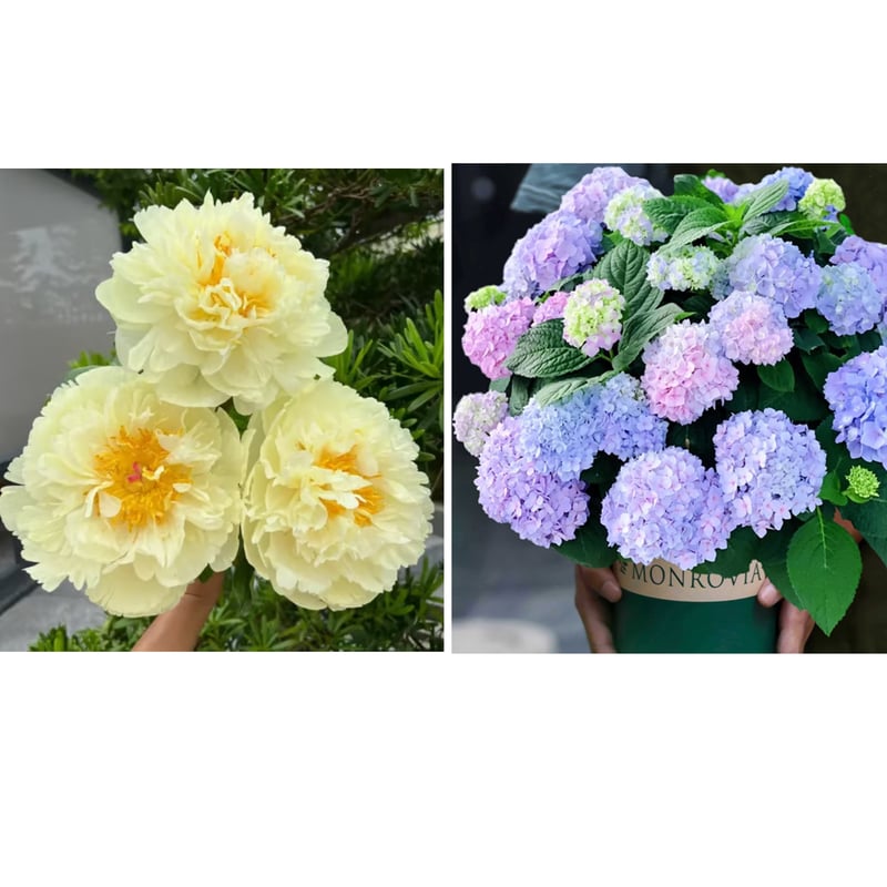 🔥ÚLTIMO DÍA 45% DE DESCUENTO🌺LA REINA DE LAS FLORES—PEONÍAS DE PÉTALOS DOBLES