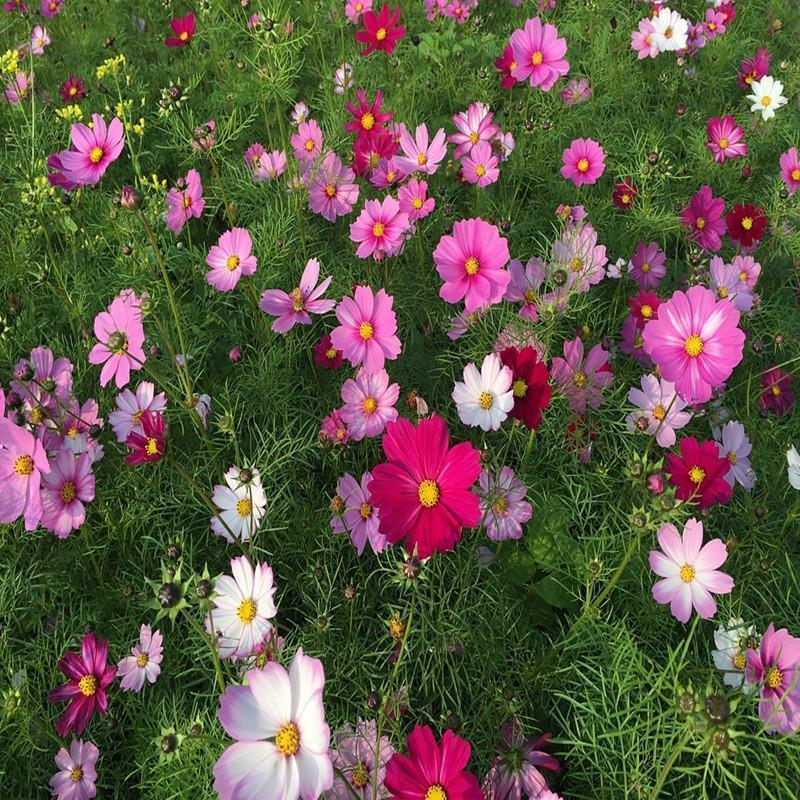 Mezcla de flores silvestres del noreste