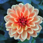 NARANJA Y NIEVE