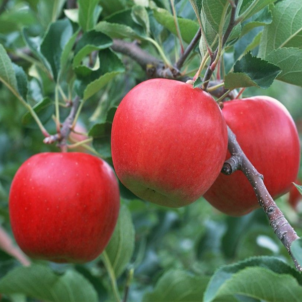 Semillas de manzana ecológicas reliquia hondas