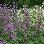 French Mallow Seeds (Malva sylvestris)
