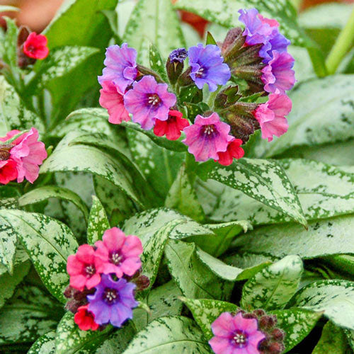 Pulmonaria 'Silver Bouquet'