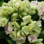 Phlox Beauty Colores Mixtos - Semillas de Flores