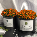 Planta suculenta en maceta 'Pearl Orange'