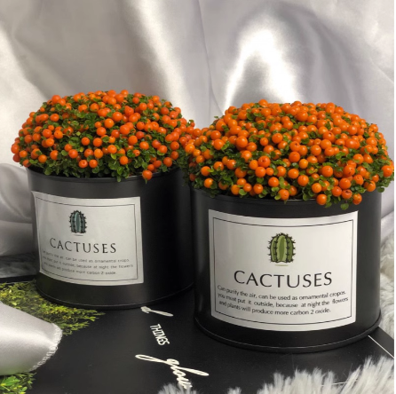 Planta suculenta en maceta 'Pearl Orange'