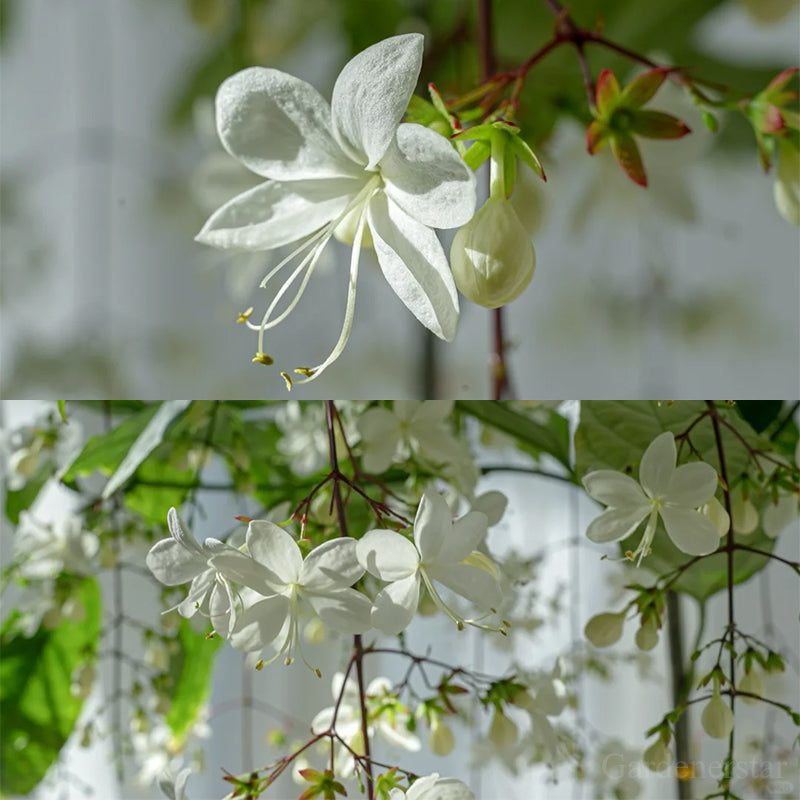 🌼Weeping Jasmine Seeds - White Jade Butterfly