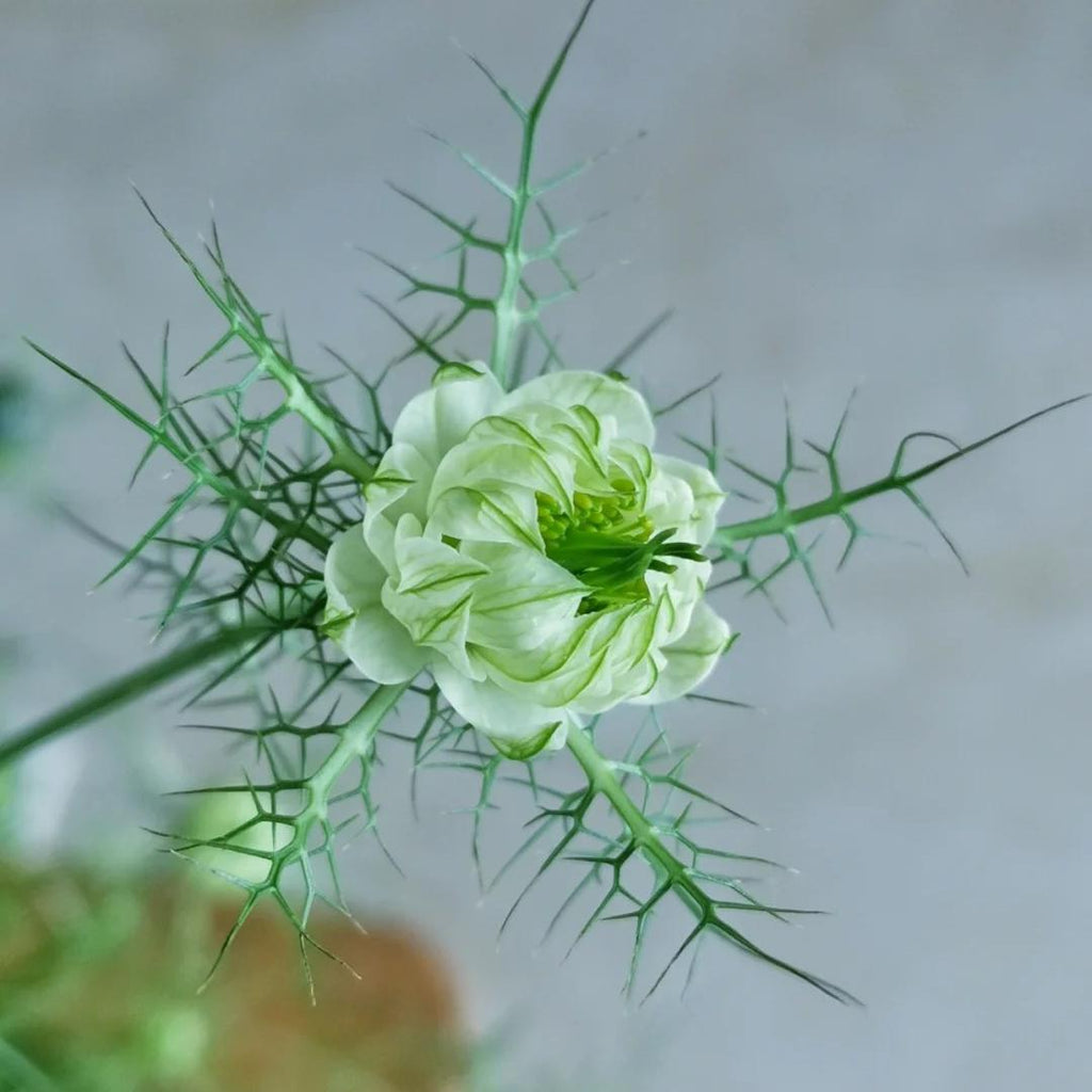 💚Nigella verde