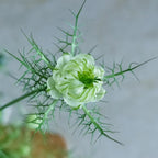💚Nigella verde