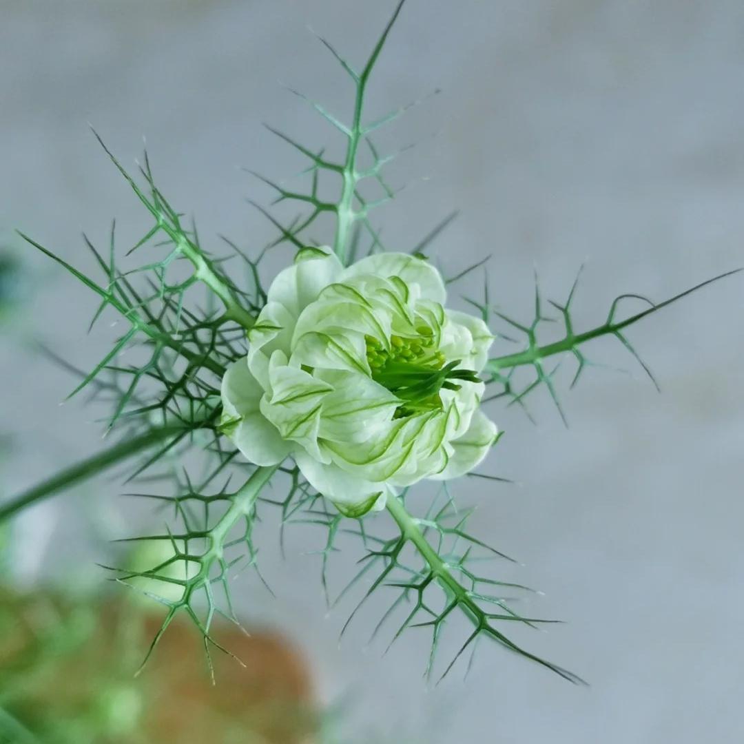 💚Nigella verde