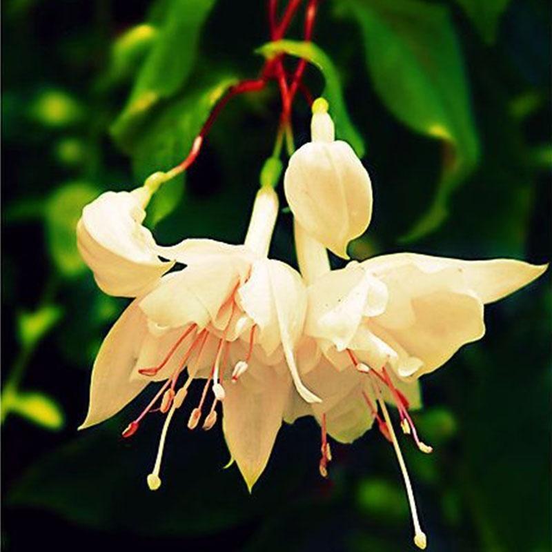 Semillas de flores de fucsia, semillas de flores de linterna, semillas de flores bonsái
