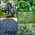 Egrow 50 unidades, 100 unidades/paquete de semillas de fruta Lonicera Caerulea para jardín, plantas de miel y arándanos