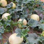Semillas de melón perezosas