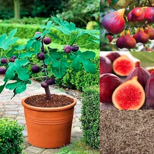 Semillas de higuera (Ficus carica), arbusto de fruta dulce