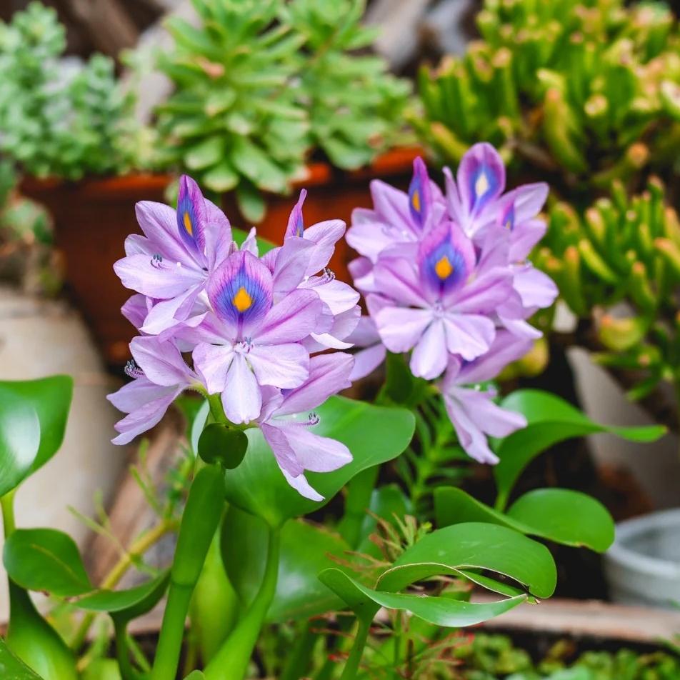 🌺Jacinto de agua - "La corona de flores violetas que embellece el mundo"🧚‍♀️🌿