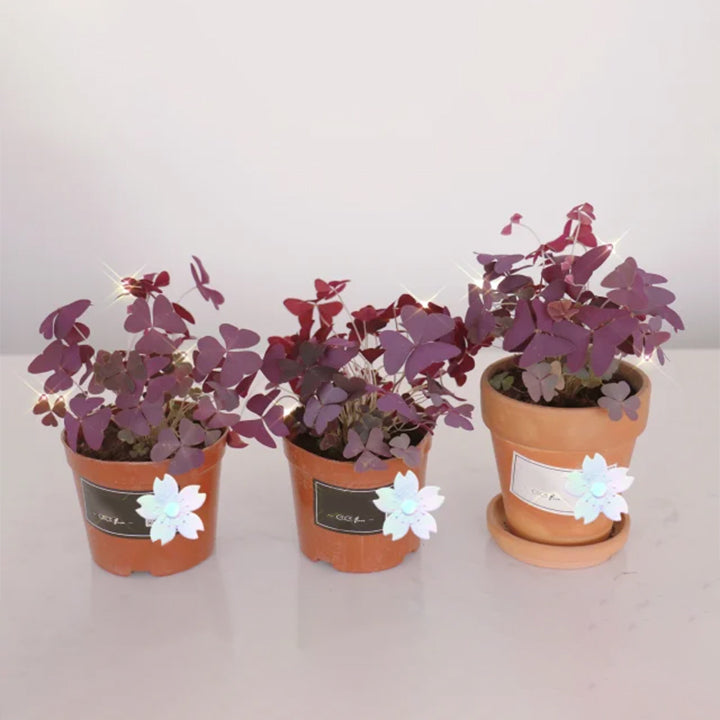 💜Bulbos de trébol de la suerte morado